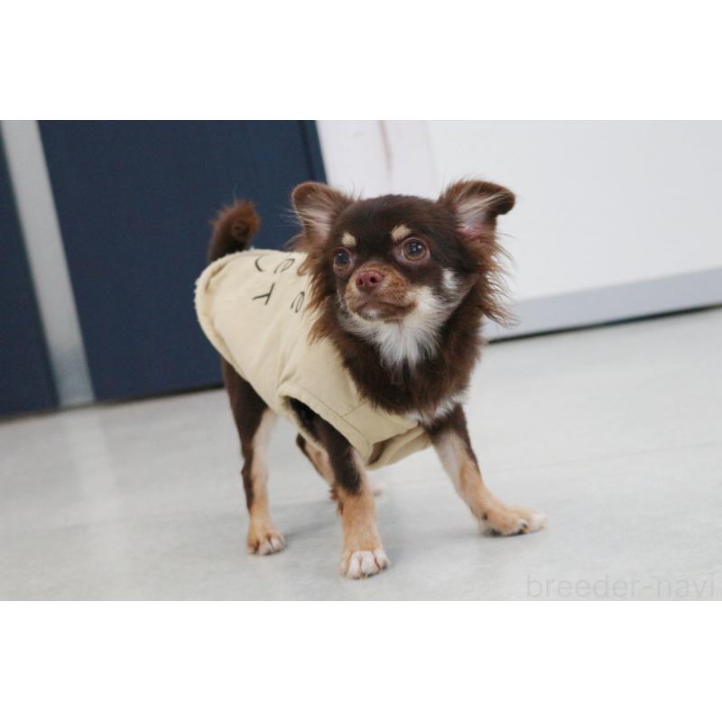 販売中の京都府のチワワ(ロングコート)-402494の5枚目