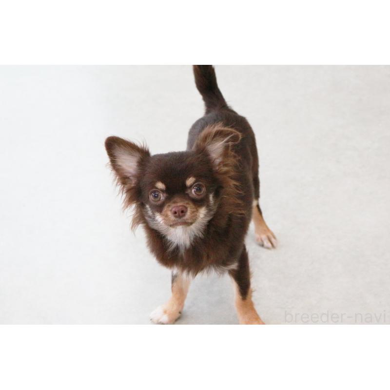 販売中の京都府のチワワ(ロングコート)-402494の4枚目