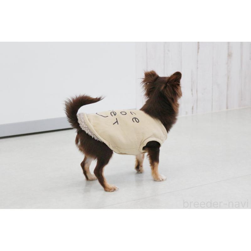 販売中の京都府のチワワ(ロングコート)-402494の3枚目