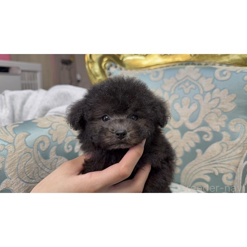 販売中の新潟県のタイニープードル-432407の6枚目