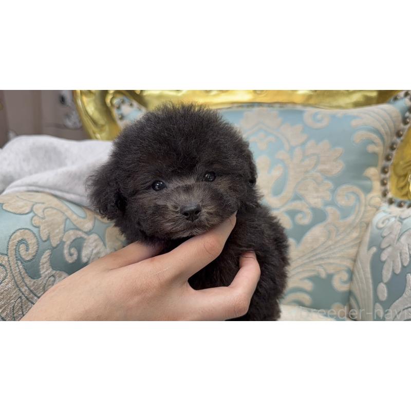 販売中の新潟県のタイニープードル-432407の5枚目