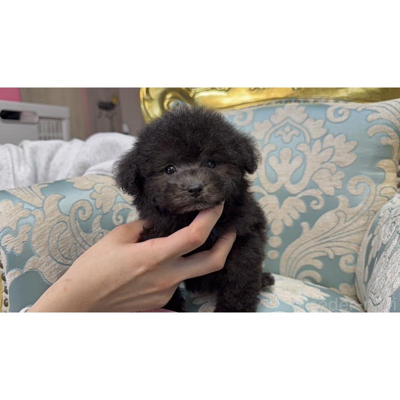 販売中の新潟県のタイニープードル-432407の4枚目