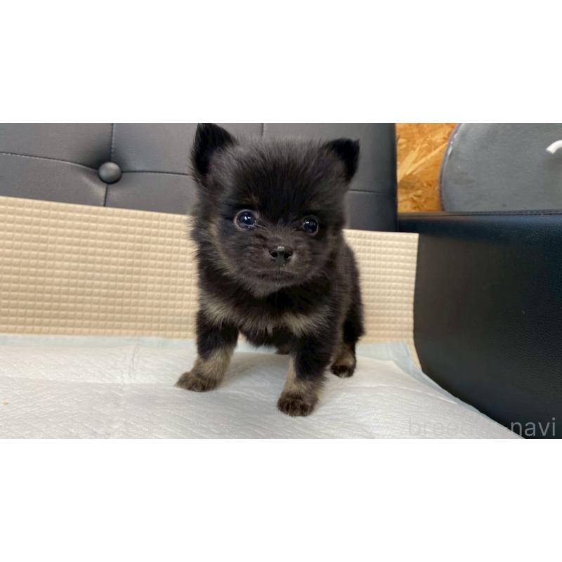 販売中の兵庫県のポメチワ:ポメラニアン×チワワ-432406の9枚目