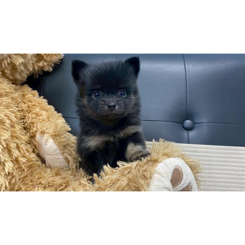 販売中の兵庫県のポメチワ:ポメラニアン×チワワ-432406の8枚目