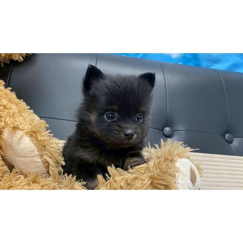 販売中の兵庫県のポメチワ:ポメラニアン×チワワ-432406の7枚目