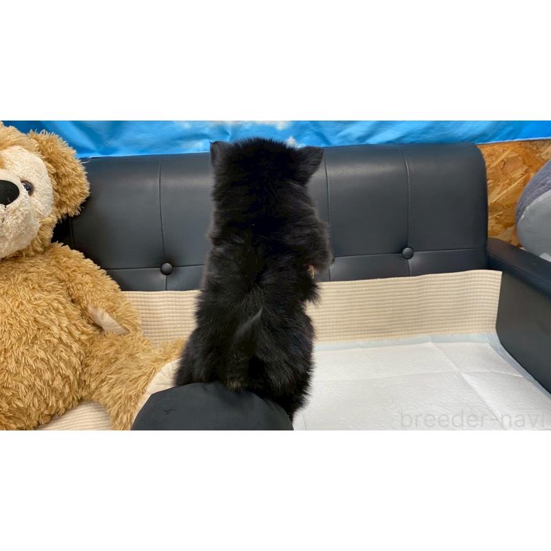 販売中の兵庫県のポメチワ:ポメラニアン×チワワ-432406の6枚目