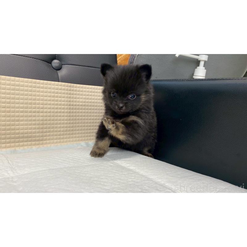 販売中の兵庫県のポメチワ:ポメラニアン×チワワ-432406の5枚目