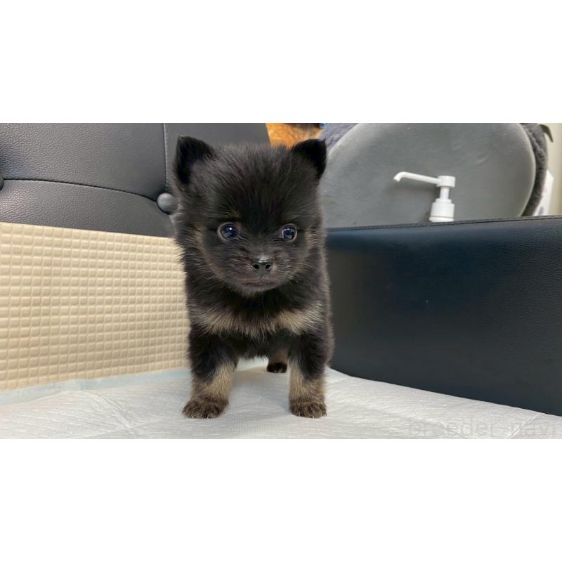 販売中の兵庫県のポメチワ:ポメラニアン×チワワ-432406の4枚目