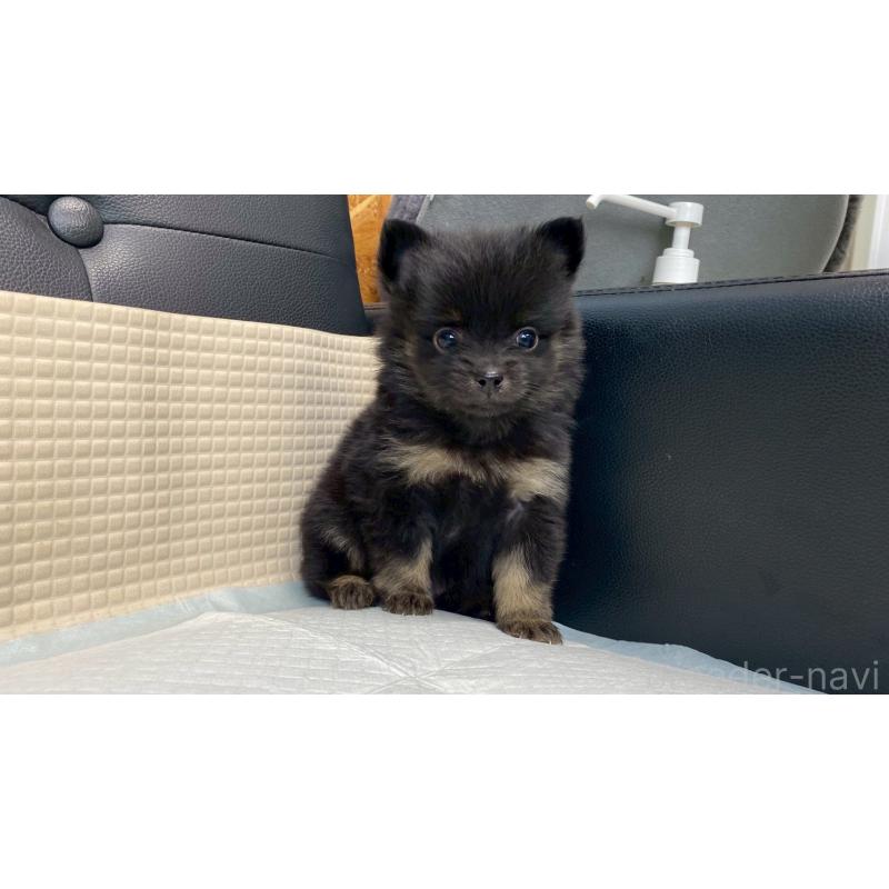 販売中の兵庫県のポメチワ:ポメラニアン×チワワ-432406の3枚目