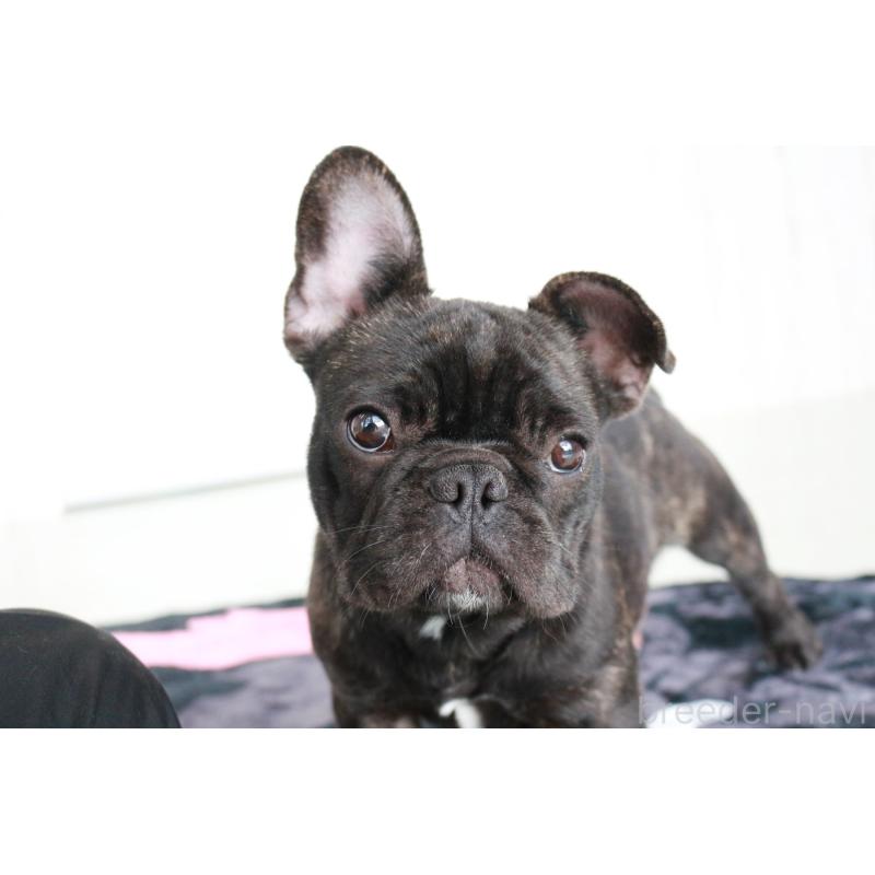 販売中の京都府のフレンチブルドッグ-401986の7枚目