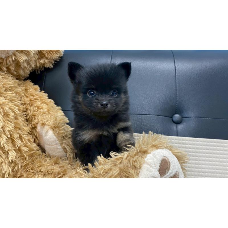 販売中の兵庫県のポメチワ:ポメラニアン×チワワ-432406の2枚目