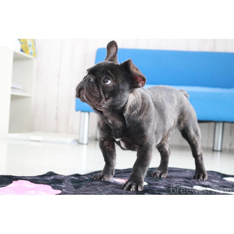 販売中の京都府のフレンチブルドッグ-401986の6枚目