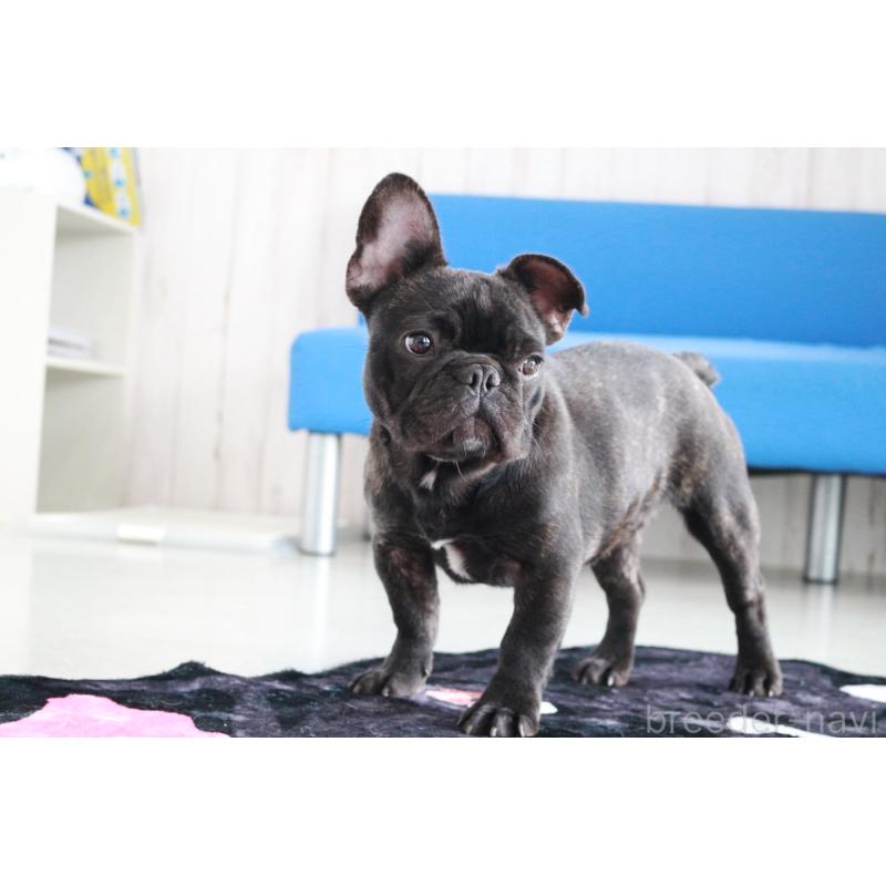 販売中の京都府のフレンチブルドッグ-401986の5枚目
