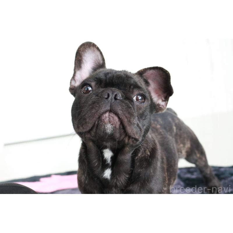 販売中の京都府のフレンチブルドッグ-401986の4枚目