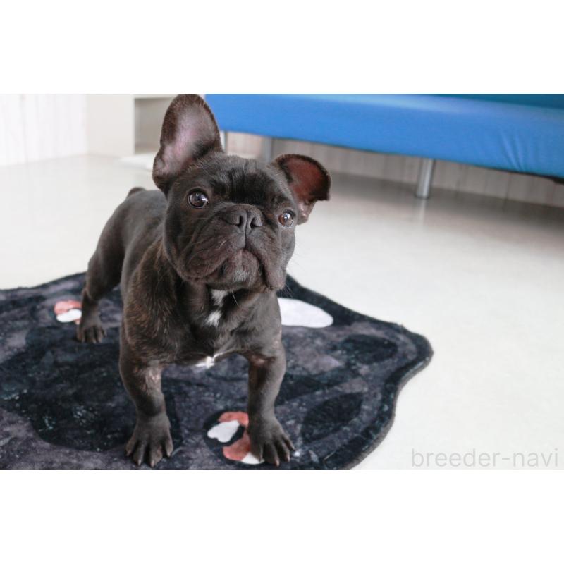 販売中の京都府のフレンチブルドッグ-401986の3枚目