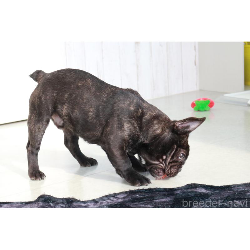 販売中の京都府のフレンチブルドッグ-401986の2枚目