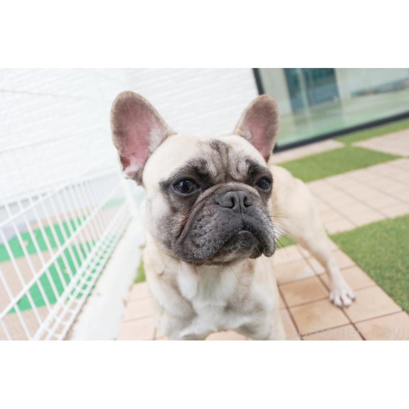 販売中の京都府のフレンチブルドッグ-362181の7枚目