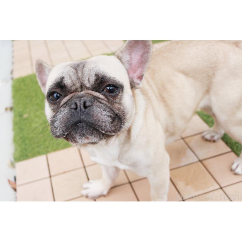 販売中の京都府のフレンチブルドッグ-362181の5枚目