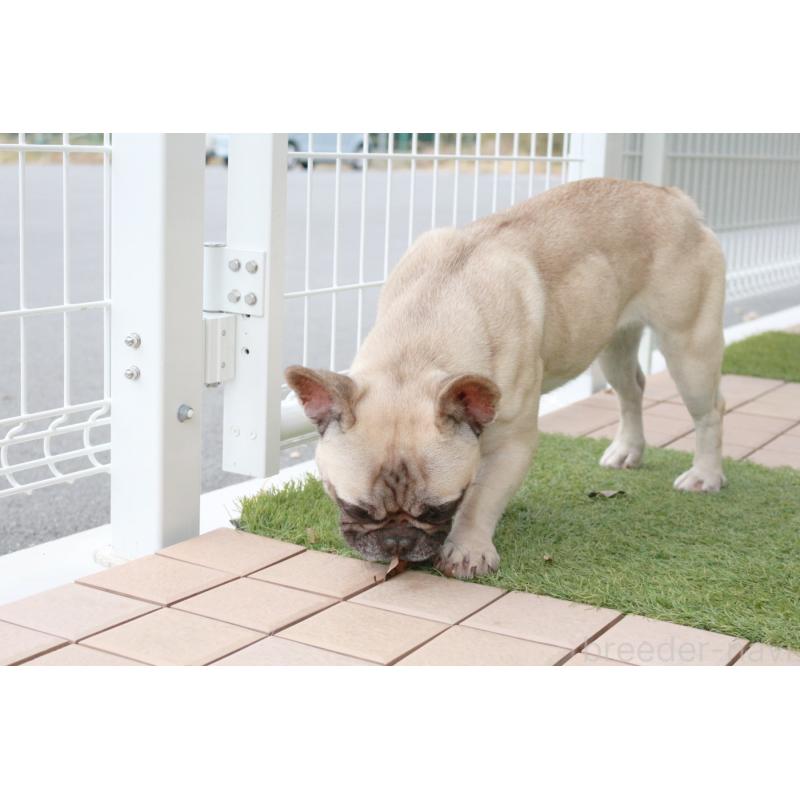 販売中の京都府のフレンチブルドッグ-362181の4枚目