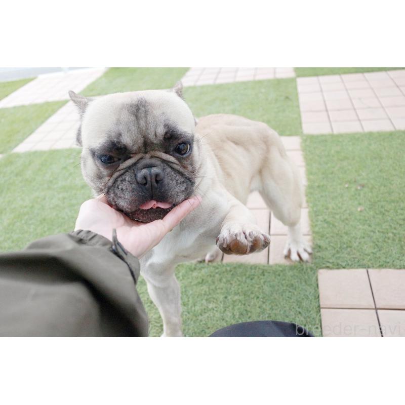 販売中の京都府のフレンチブルドッグ-362181の3枚目