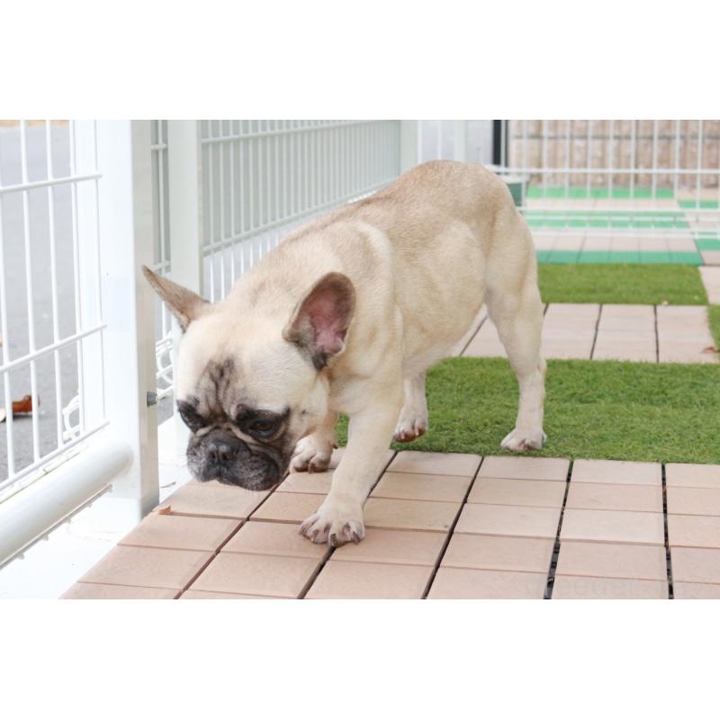 販売中の京都府のフレンチブルドッグ-362181の2枚目