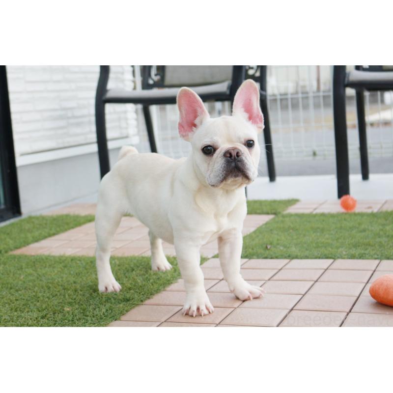 販売中の京都府のフレンチブルドッグ-399349の7枚目