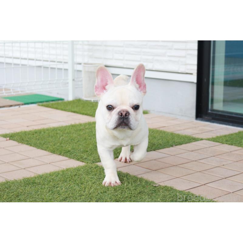 販売中の京都府のフレンチブルドッグ-399349の6枚目