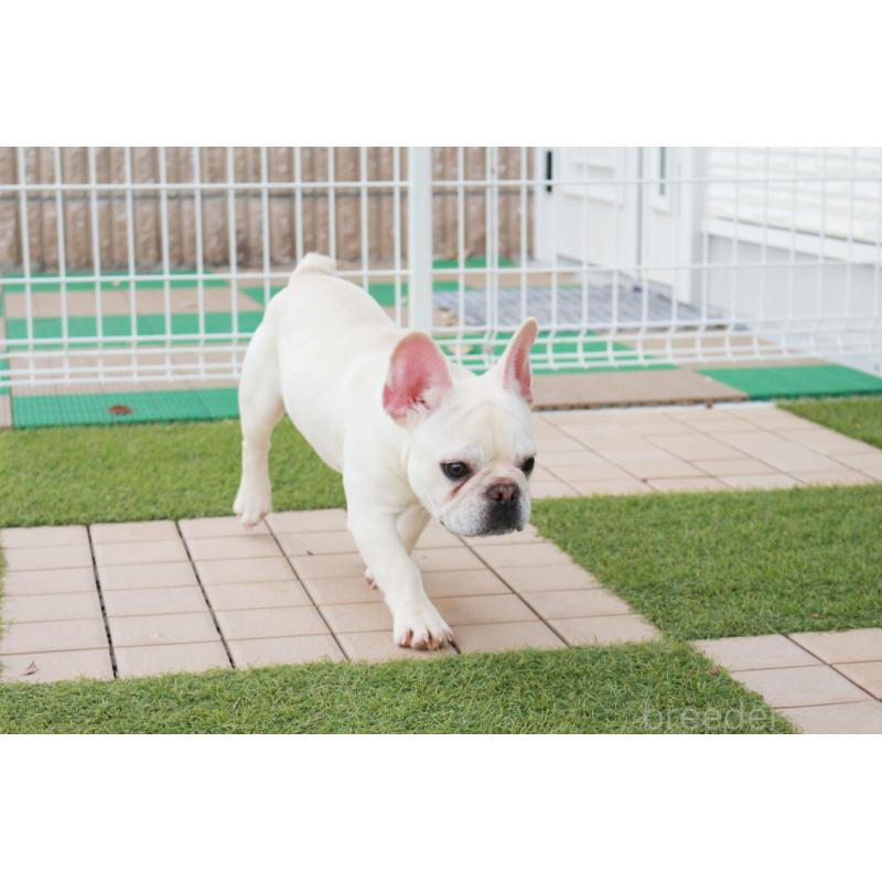 販売中の京都府のフレンチブルドッグ-399349の5枚目