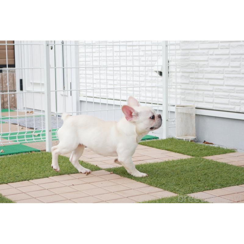 販売中の京都府のフレンチブルドッグ-399349の4枚目