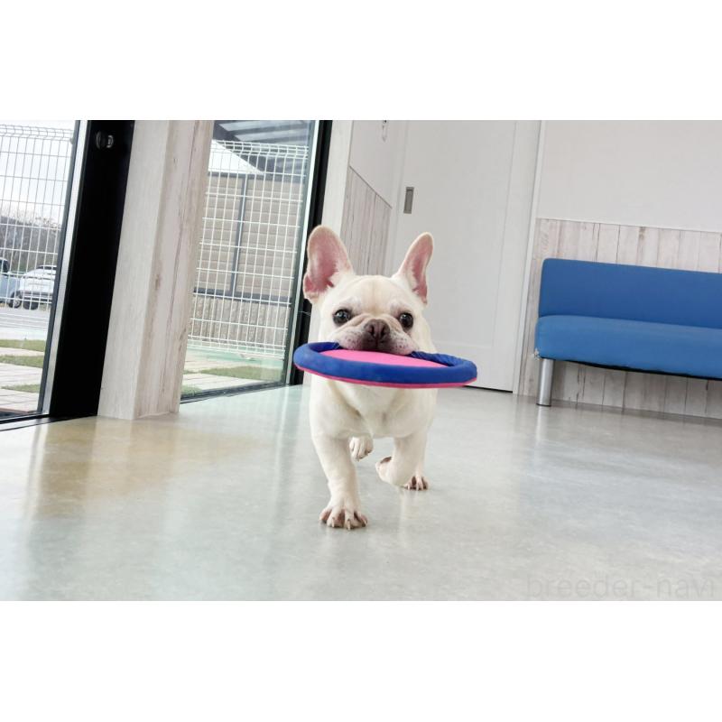 販売中の京都府のフレンチブルドッグ-399349の3枚目