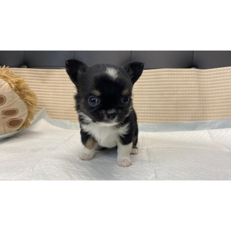 販売中の兵庫県のチワワ(ロングコート)-432409の13枚目