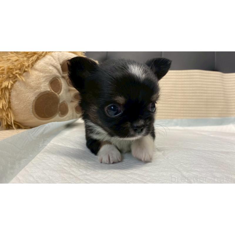 販売中の兵庫県のチワワ(ロングコート)-432409の12枚目