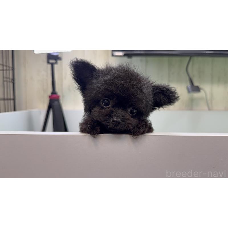 販売中の東京都のチワプー:チワワ×トイプードル-432410の7枚目