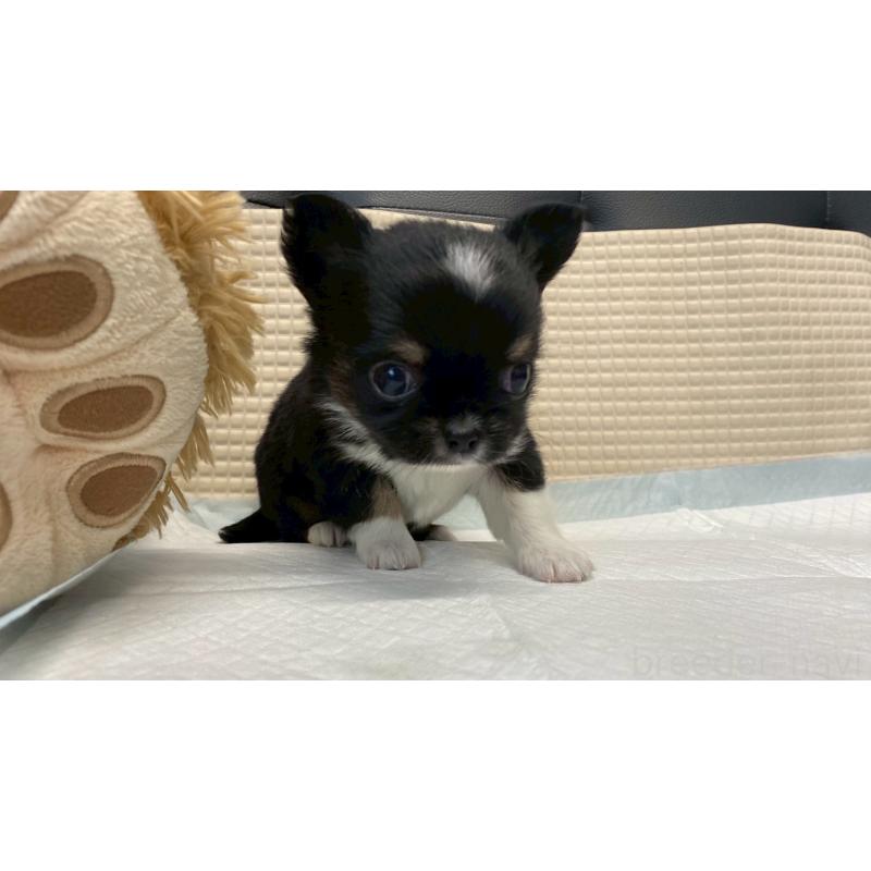 販売中の兵庫県のチワワ(ロングコート)-432409の11枚目