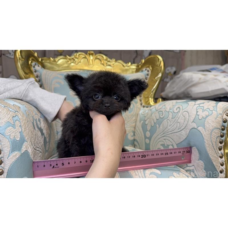 販売中の東京都のチワプー:チワワ×トイプードル-432410の6枚目