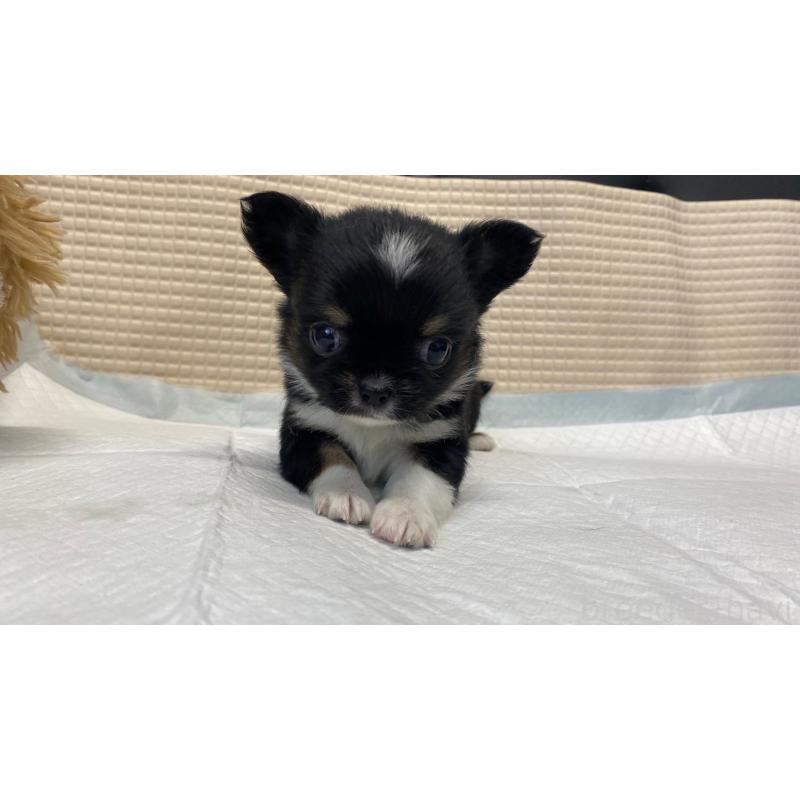 販売中の兵庫県のチワワ(ロングコート)-432409の10枚目