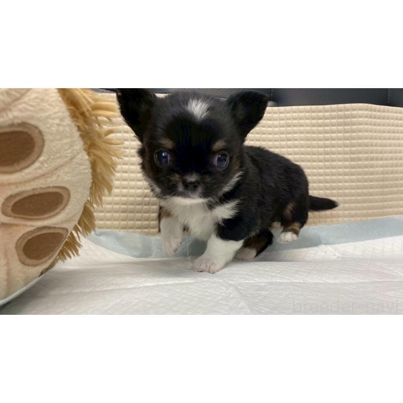 販売中の兵庫県のチワワ(ロングコート)-432409の9枚目