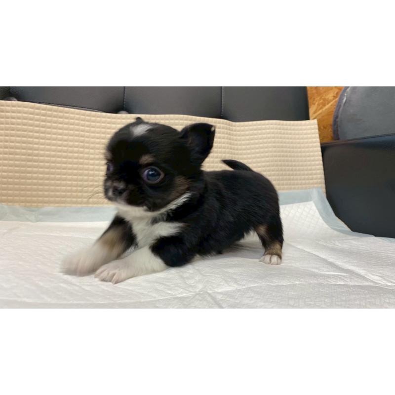 販売中の兵庫県のチワワ(ロングコート)-432409の8枚目