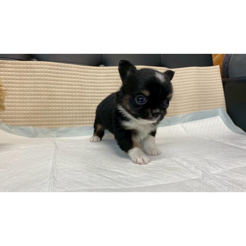 販売中の兵庫県のチワワ(ロングコート)-432409の7枚目