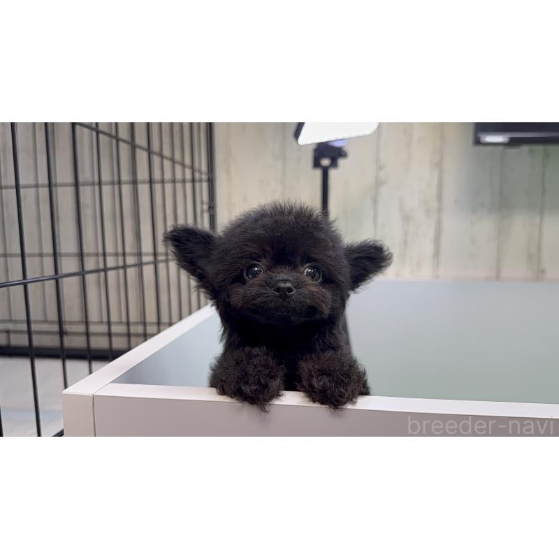 販売中の東京都のチワプー:チワワ×トイプードル-432410の2枚目