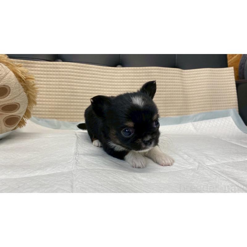 販売中の兵庫県のチワワ(ロングコート)-432409の6枚目