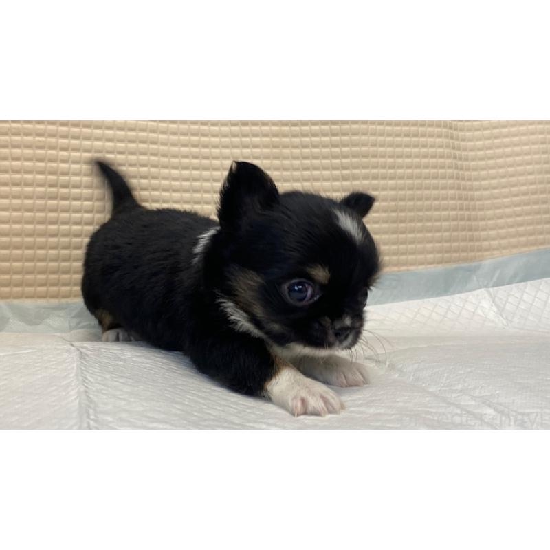 販売中の兵庫県のチワワ(ロングコート)-432409の5枚目