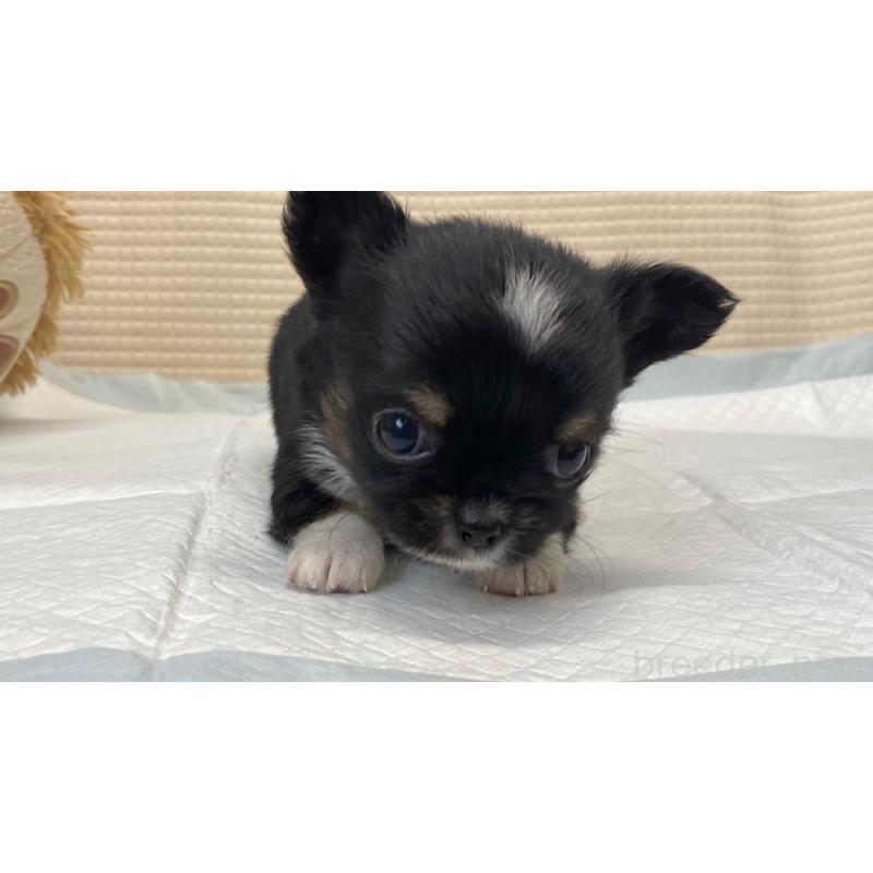 販売中の兵庫県のチワワ(ロングコート)-432409の4枚目