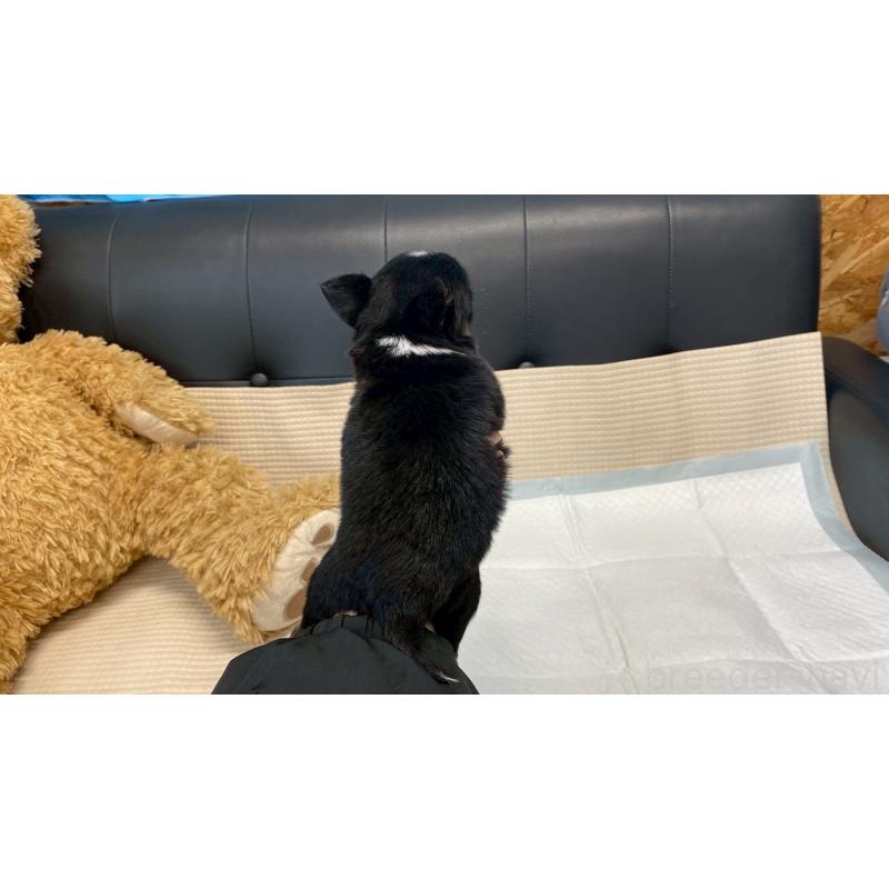 販売中の兵庫県のチワワ(ロングコート)-432409の2枚目