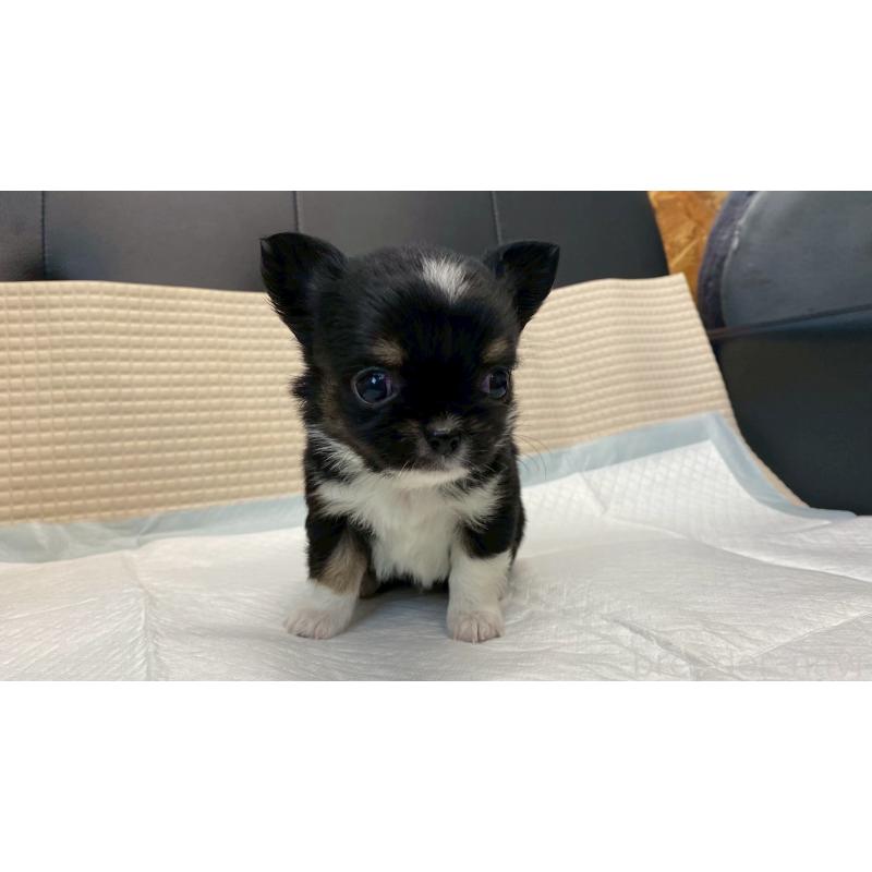 販売中の兵庫県のチワワ(ロングコート)-432409の3枚目