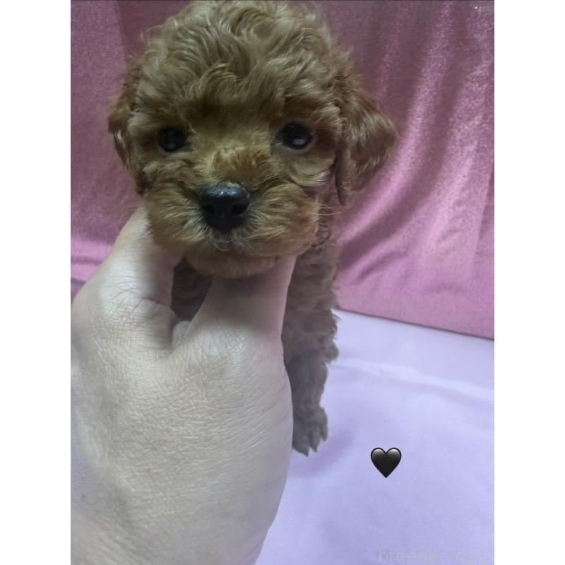 成約済の愛知県のトイプードル-429419の5枚目