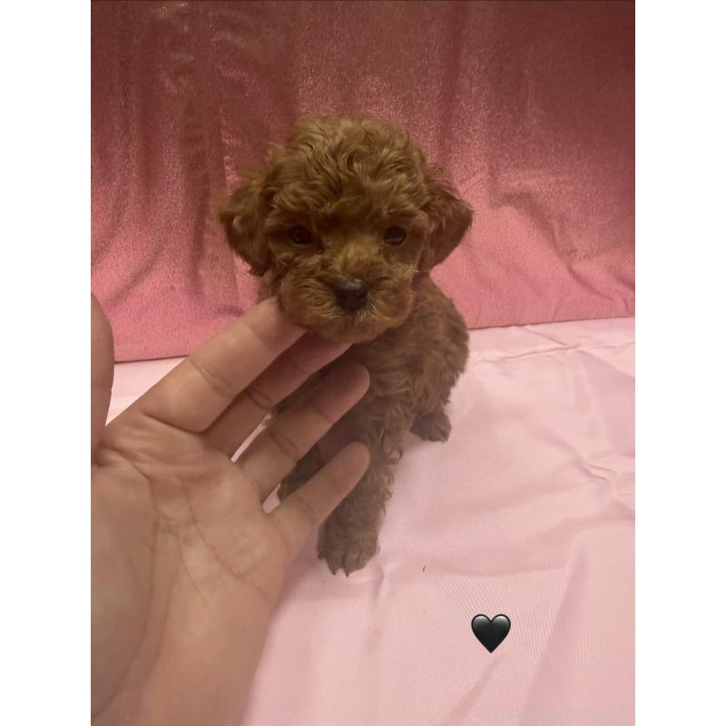 成約済の愛知県のトイプードル-429419の3枚目