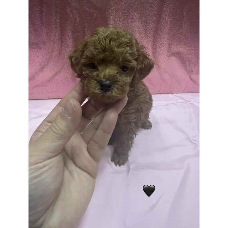 成約済の愛知県のトイプードル-429419の2枚目