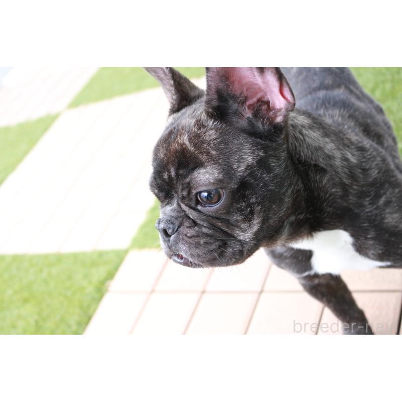 販売中の京都府のフレンチブルドッグ-399350の6枚目