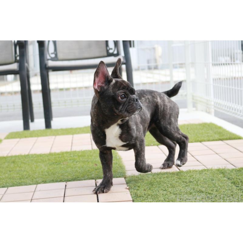 販売中の京都府のフレンチブルドッグ-399350の5枚目